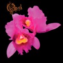 Opeth Orchid (CD)