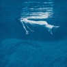 Bill Evans & Jim Hall  Undercurrent (Vinilo)